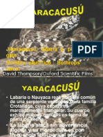 YARACACUSU