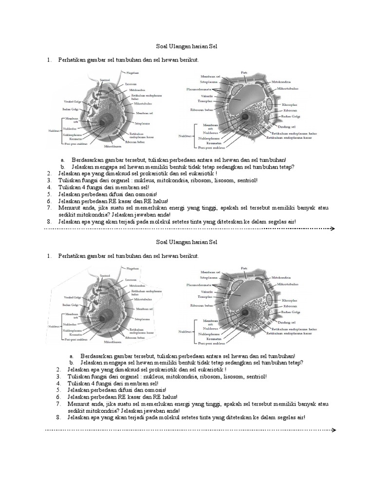 510 Gambar Sel Hewan Dan Tumbuhan Untuk Soal HD