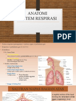 Anatomi Sistem Respirasi