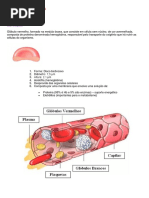A Série Vermelha Modificada Rr