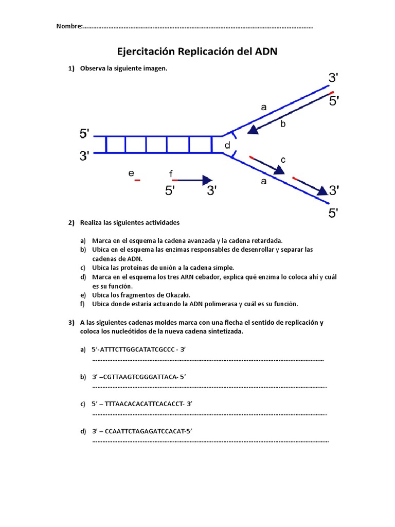 Hojas De Trabajo Sobre La Replicación Del Adn 50+ Estructura Y
