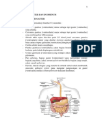 Anatomi Gaster Dan Duodenum