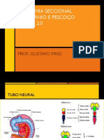 01 Aula - Anatomia Seccional - TC 02 PDF
