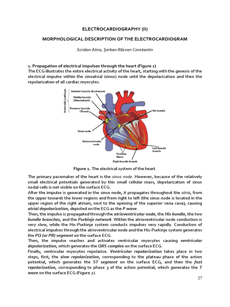 Electrocardiography (Ii) Morphological Description of The ...