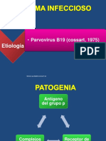 ParvovirusB19