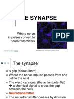 The Synapse: Where Nerve Impulses Convert To Neurotransmitters