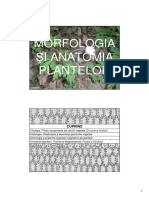 morfologie AH 1.pdf