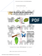 Ciclo de La Vida de La Mariposa - by XITLALI RAMOS (Infographic)