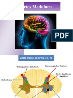 Seminario Cortes Medulares