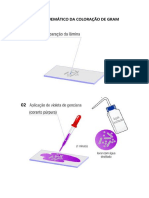 Coloração de Gram PDF