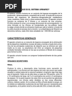 Sistema Urinario2 (1)