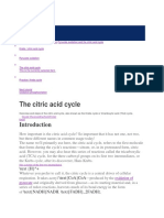 Citric Acid Cycle