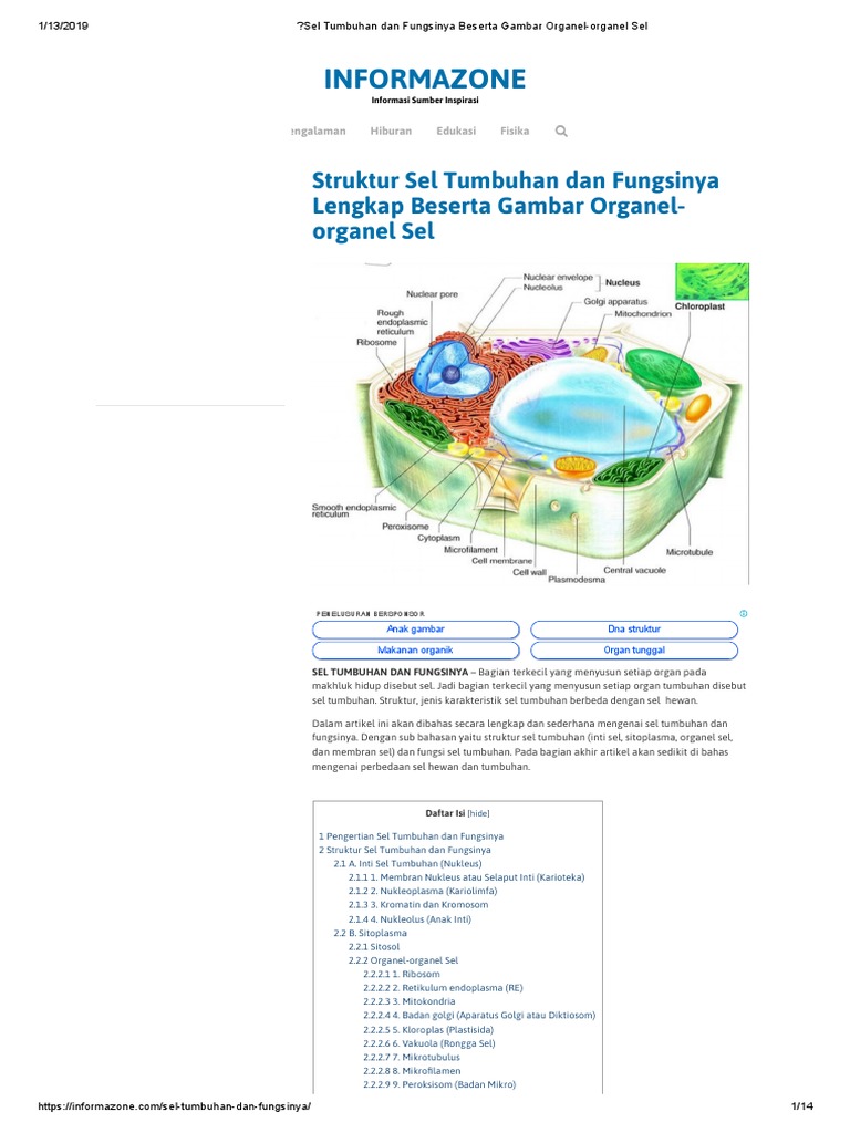 Gambar Organel  Sel  Tumbuhan  Dan  Hewan  Beserta  Fungsinya  