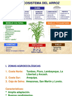Agroecosistema Del Arroz