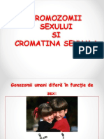 04 Cromozomii Sexului Cromatina Sexuala