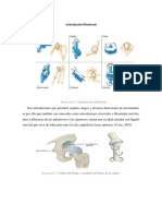 Articulación Diartrosis