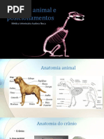 Anatomia Animal e Posicionamentos Aula 2