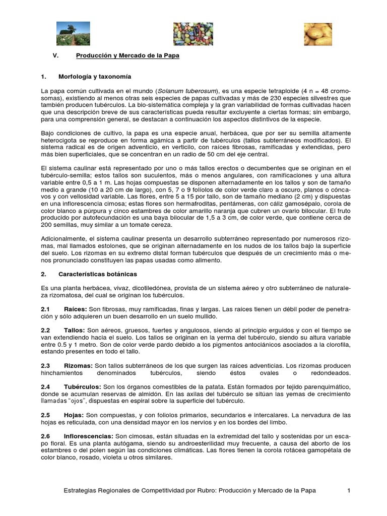 632045 Patata Tallo De La Planta