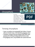 Chrysopthyta Presentasi