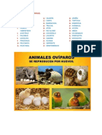 Animales Oviparos y Viviparos