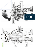 Muscles and Skeleton