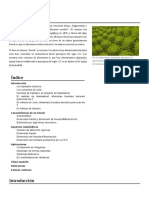 Fractal PDF