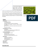 Fractal.pdf