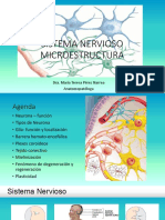 Sistema nervioso microestructura