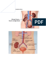 Gambaran Cangkok Ginjal