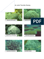 Label Koral PDF