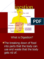 Digestion PowerPoint