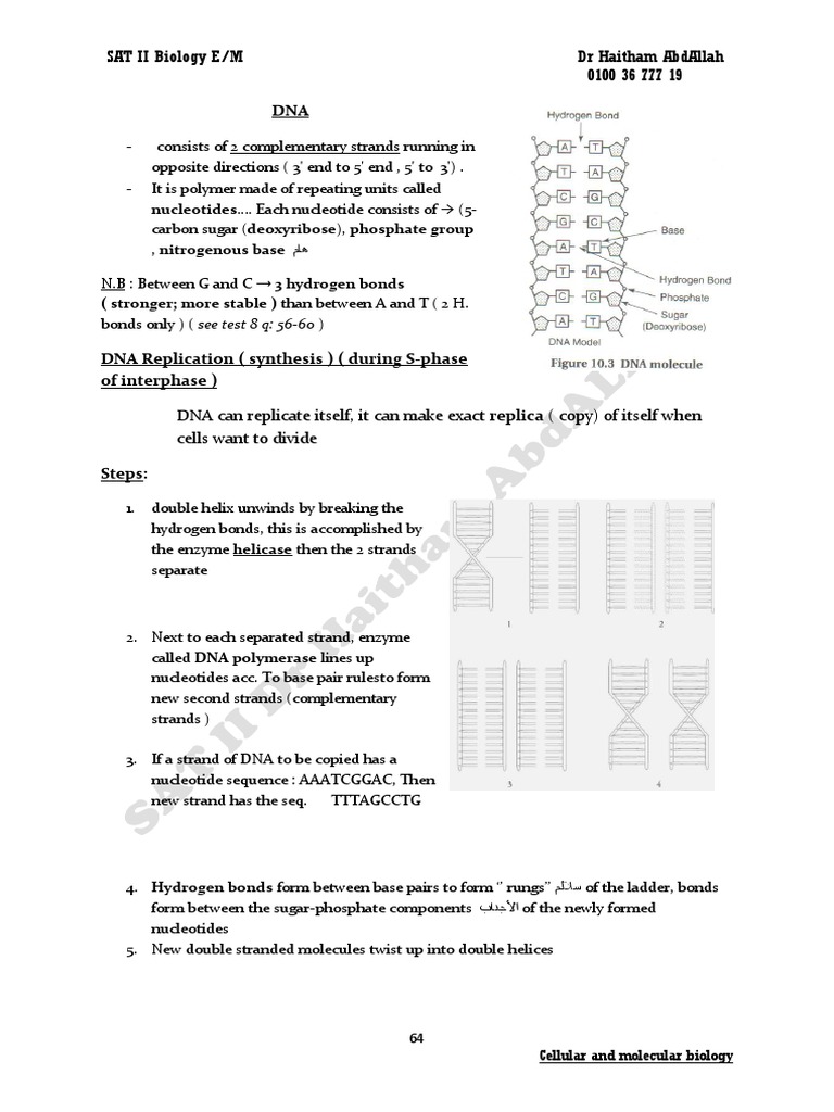 DNA Structure and Replication Overview | PDF | Operon | Genetic Code