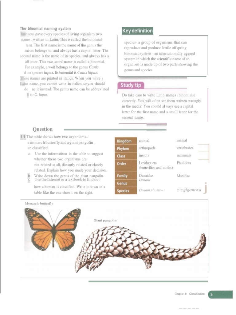 Canis Lupus Definition