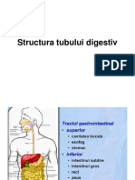 Tubul Digestiv