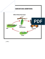 Metamorfosis Sempurna