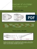 Identificacion Serpientes