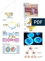 Metabolismo.docx