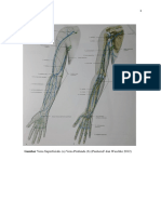 Vena dan Persarafan Ekstremitas Atas