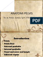 Anatomi Pelvis