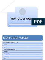 Morfologi Koloni