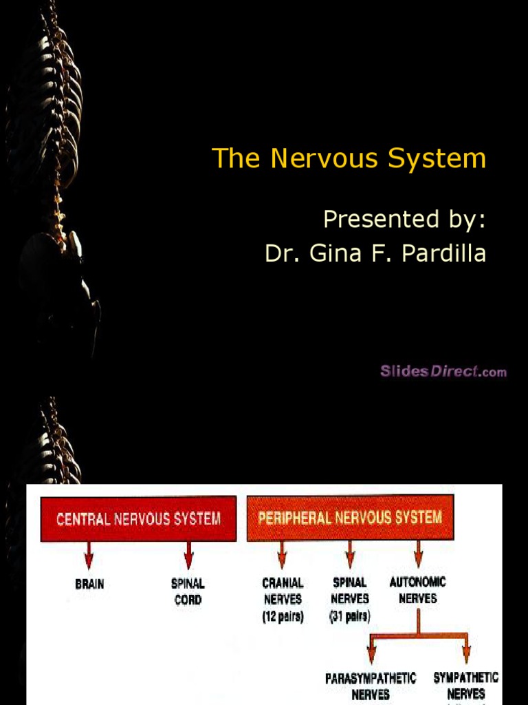 06 Nervous System | PDF | Neuron | Synapse