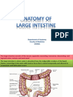 Anatomy of Large Intestine (Intro)