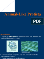 2 Animal Like Protists