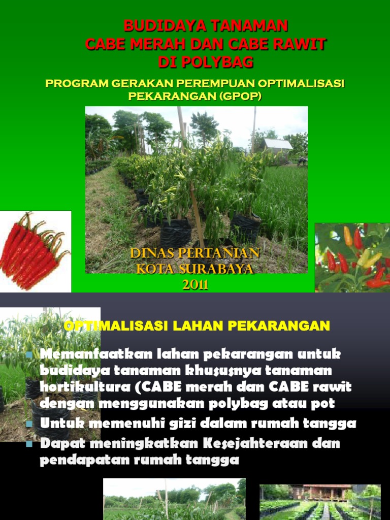 Budidaya Tanaman Cabai Merah Dan Cabe Rawit