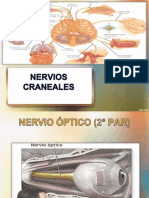 Anatomia de Cabeza y Cuello