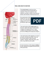 Spinal Cord