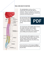 SPINAL CORD Main Function