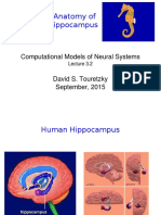 Anatomy of Hippocampus