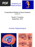 Anatomy of Hippocampus