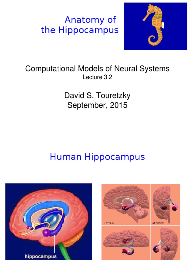 Anatomy and Circuitry of the Hippocampal Formation Biology Diagrams